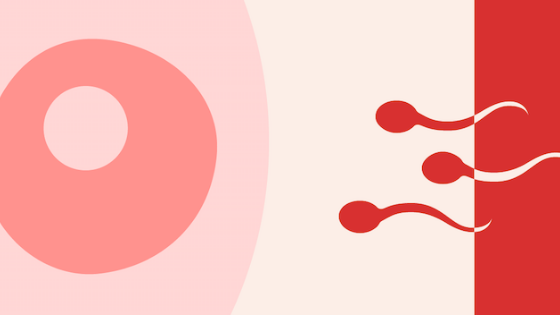 Menstrual Cycle Fertility: Understanding Your Cycle